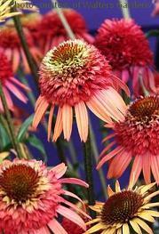 Photo of Coneflower (Echinacea 'Irresistible') uploaded by vic