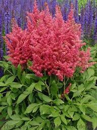 Photo of Astilbe Short ’n Sweet™ Fireberry uploaded by vic