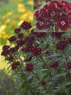 Photo of Sweet William (Dianthus barbatus 'Heart Attack') uploaded by vic
