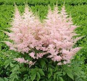 Photo of False Goat's Beard (Astilbe Younique Silvery Pink™) uploaded by vic