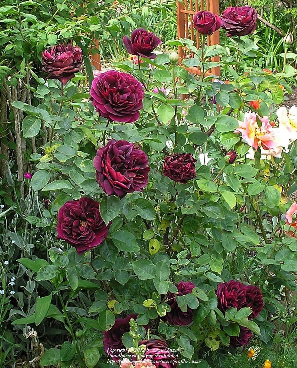Photo of Rose (Rosa 'Olde Romeo') uploaded by zuzu