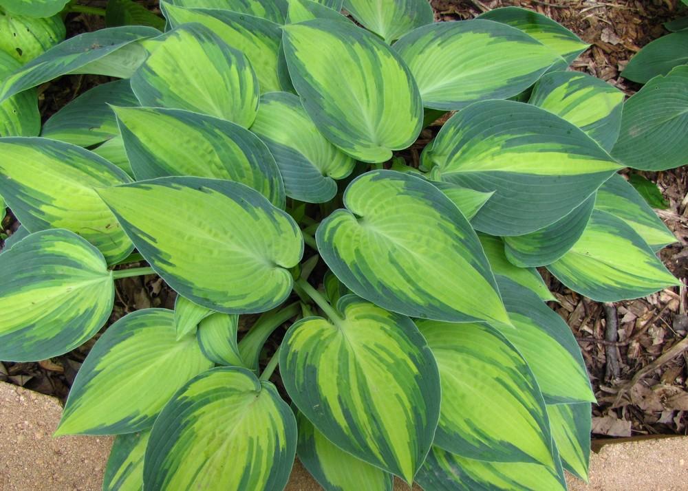 Photo of Hosta 'June' uploaded by Claudia