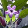 Purple Leaf Heart flower