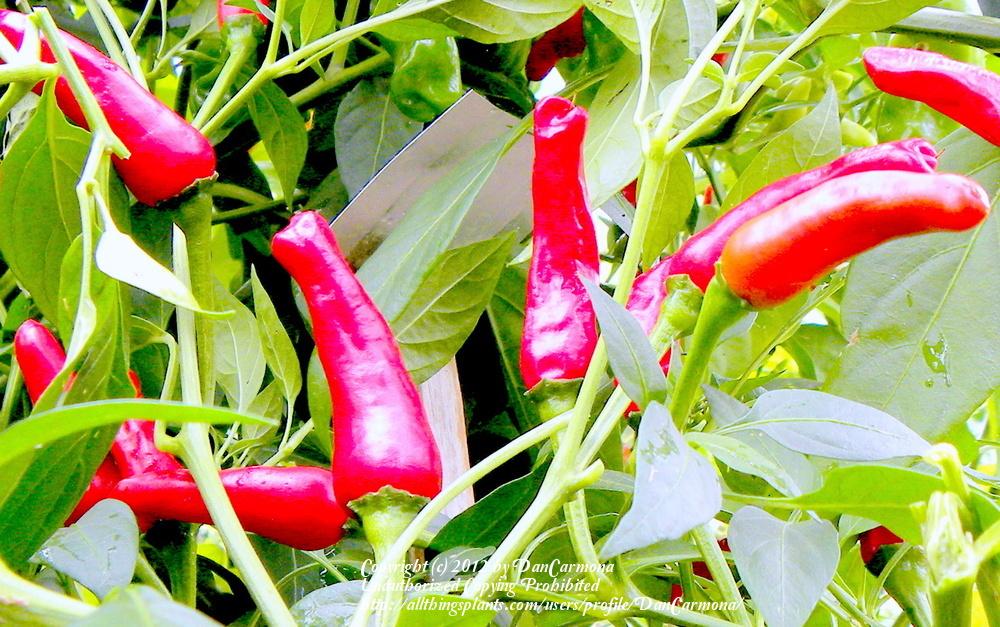 Photo of Hot Pepper (Capsicum annuum 'Santaka') uploaded by DanCarmona