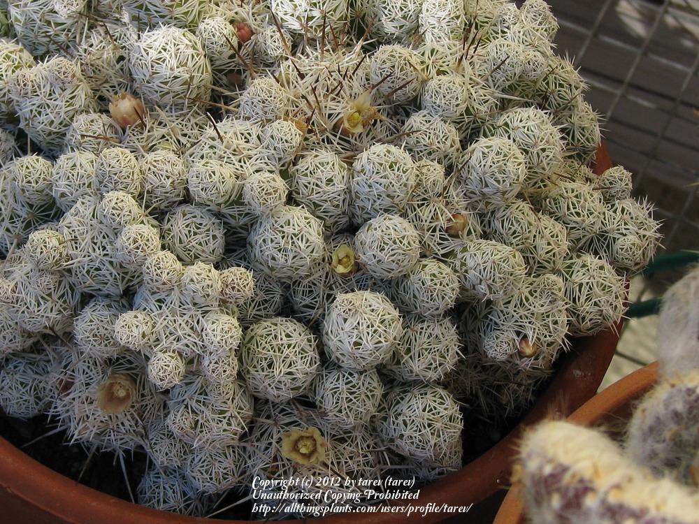 Photo of Thimble Cactus (Mammillaria vetula subsp. gracilis) uploaded by tarev