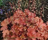 Photo of Coral Bells (Heuchera 'Peach Flambe') uploaded by vic