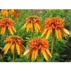 Photo of Coneflower (Echinacea 'Marmalade') uploaded by vic