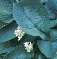 Photo of Hosta 'Abiqua Drinking Gourd' uploaded by vic