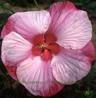 Photo of Hybrid Hardy Hibiscus (Hibiscus 'Turn of the Century') uploaded by vic