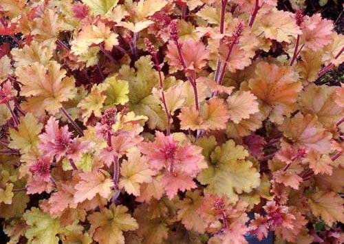 Photo of Coral Bells (Heuchera 'Marmalade') uploaded by vic