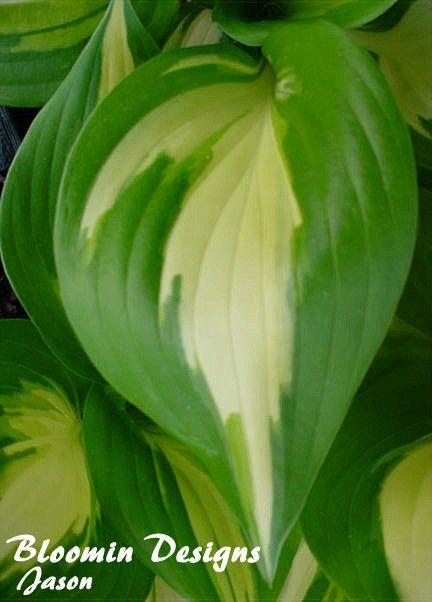 Photo of Hosta 'American Sweetheart' uploaded by vic