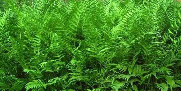 Photo of Southern Shield Fern (Thelypteris kunthii) uploaded by vic