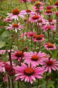 Photo of Coneflower (Echinacea 'Fatal Attraction') uploaded by vic