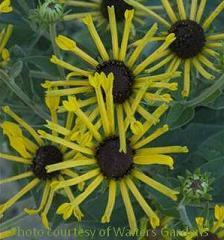 Photo of Sweet Coneflower (Rudbeckia subtomentosa 'Henry Eilers') uploaded by vic