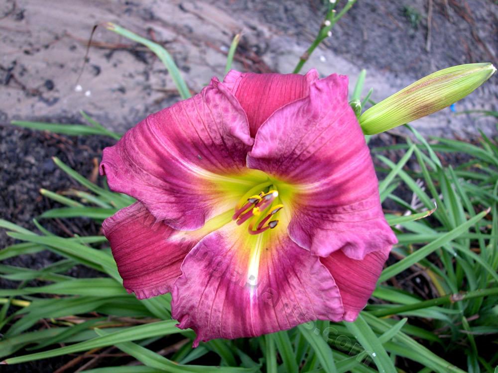 Photo of Daylily (Hemerocallis 'Plum Delicious') uploaded by Calif_Sue