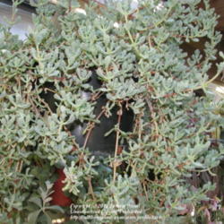 Location: At my aunt's garden in Northridge, CA
Date: 2012-01-01
Oscularia deltoides