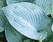 Photo of Hosta 'Blue Hawaii' uploaded by vic