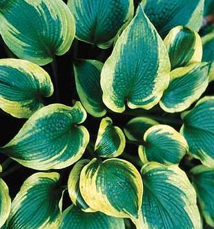 Photo of Hosta 'Climax' uploaded by vic