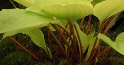 Photo of Hosta 'Fire Island' uploaded by vic