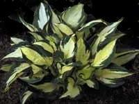 Photo of Hosta 'Eternal Flame' uploaded by vic