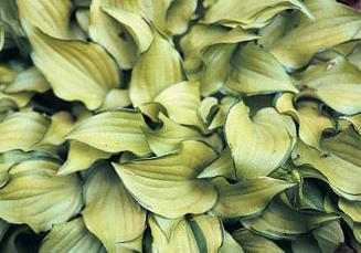 Photo of Hosta 'Cracker Crumbs' uploaded by vic