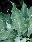 Photo of Hosta 'Cutting Edge' uploaded by vic