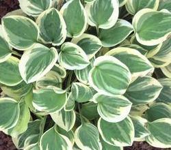 Photo of Hosta 'Cameo' uploaded by vic