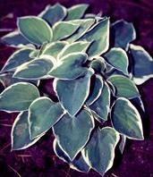 Photo of Hosta 'Country Mouse' uploaded by vic