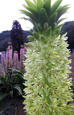 Photo of Giant Pineapple Lily (Eucomis pallidiflora subsp. pole-evansii) uploaded by Calif_Sue