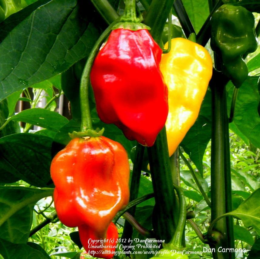 Photo of Hot Pepper (Capsicum annuum 'Ecuadorian Devil's Breath') uploaded by DanCarmona