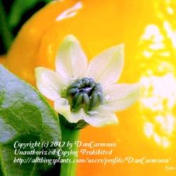 Location: Zone 5 Fort Wayne Indiana
Date: 2010-11-02
Fatalii flower
