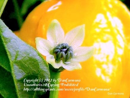 Photo of Hot Pepper (Capsicum sinense 'Fatalii') uploaded by DanCarmona