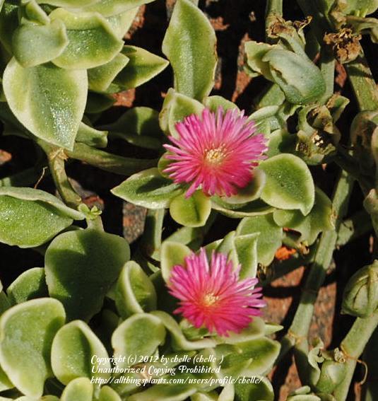 Photo of Baby Sunrose (Mesembryanthemum cordifolium 'Variegata') uploaded by chelle