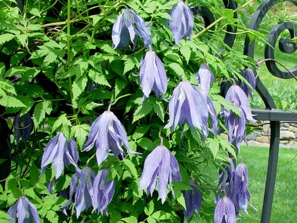 Photo of Clematis (Clematis macropetala 'Blue Bird') uploaded by goldfinch4