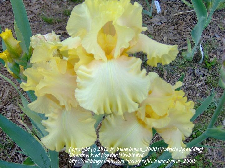 Photo of Tall Bearded Iris (Iris 'Lanai') uploaded by huneybunch_2000