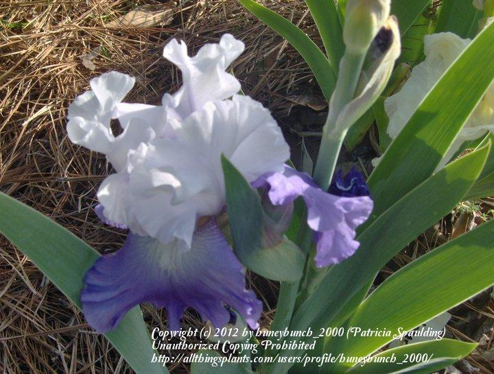Photo of Tall Bearded Iris (Iris 'October Sky') uploaded by huneybunch_2000