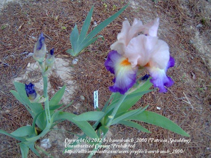 Photo of Tall Bearded Iris (Iris 'Planned Treasure') uploaded by huneybunch_2000