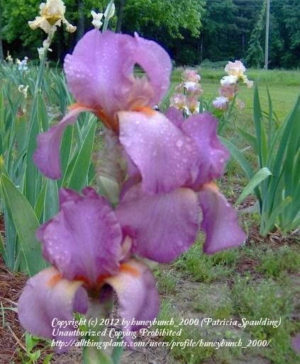 Photo of Tall Bearded Iris (Iris 'Mary Randall') uploaded by huneybunch_2000