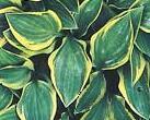 Photo of Hosta 'Hush Puppie' uploaded by vic