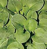 Photo of Hosta 'Green Mouse Ears' uploaded by vic