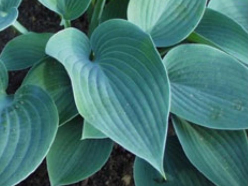 Photo of Hosta 'Halcyon' uploaded by vic