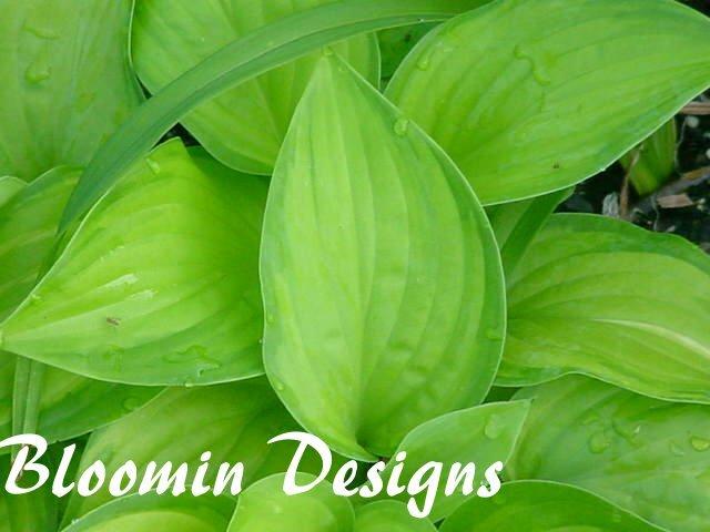 Photo of Hosta 'Guacamole' uploaded by vic