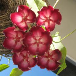 Location: Southwest Florida
Date: January 21, 2012
Absolutely stunning 2 inch blooms!
