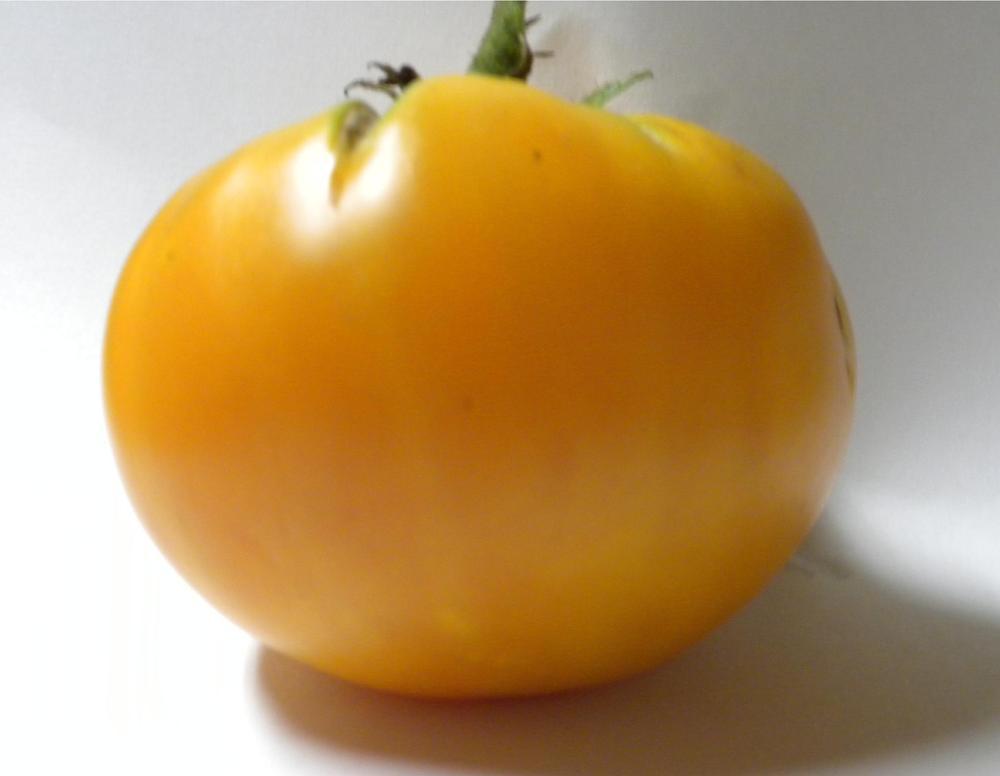 Photo of Tomato (Solanum lycopersicum 'Kellogg's Breakfast') uploaded by NisiNJ