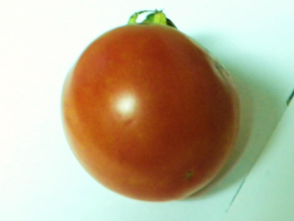 Photo of Tomato (Solanum lycopersicum 'Celebrity') uploaded by NisiNJ