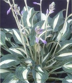 Photo of Hosta 'Little Treasure' uploaded by vic