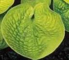 Photo of Hosta 'Maui Buttercups' uploaded by vic