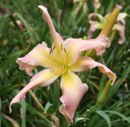 Photo of Daylily (Hemerocallis 'Once Upon a Time') uploaded by vic