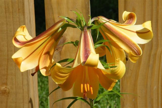 Photo of Lily (Lilium African Queen) uploaded by Claudia