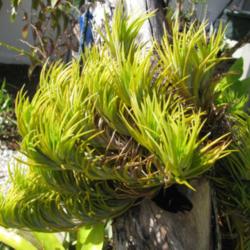 Location: Southwest Florida
Date: January 23, 2012
A striking Tillandsia which will form a large clump eventually.